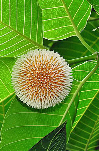 Close-up of a kadam flower among green leaves